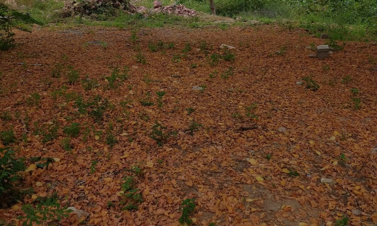 WhatsApp Image 2022-07-18 at 7.47.48 PM (1)